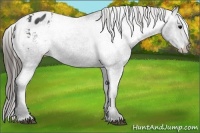 Horse Color:Black Appaloosa Rabicano 