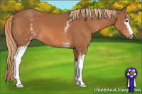 Horse Color:White Spotted Chestnut 