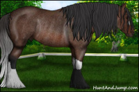 Horse Color:Bay Rabicano 