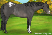 Horse Color:Brown Blanket Rabicano 