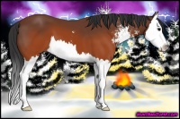 Horse Color:Brown Sabino Splash 