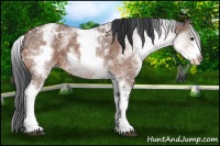 Horse Color:White Spotted Bay Ice 
