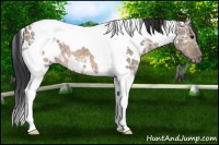 Horse Color:White Spotted Brown Ice Dun Tobiano 