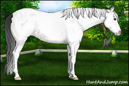 Horse Color: White Spotted Bay 