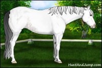 Horse Color:White Spotted Bay 