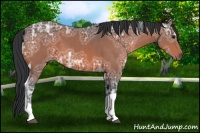 Horse Color:Bay Ice Tobiano 