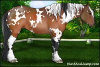 Horse Color:White Spotted Brown 