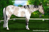 Horse Color:White Spotted Brown Roan Dun 