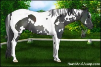 Horse Color:White Spotted Black Tobiano 