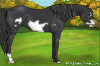 Horse Color:Black Frame 