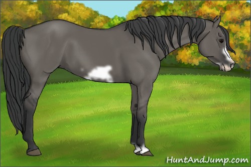 Horse Color: Grullo Frame 