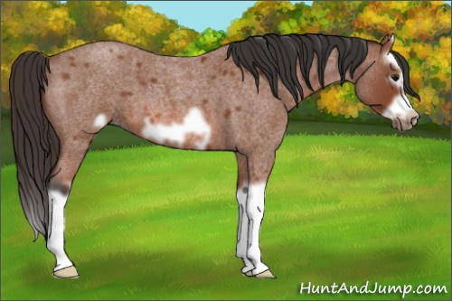 Horse Color: Bay Roan Splash Frame 