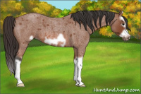 Horse Color:Bay Roan Splash Frame 