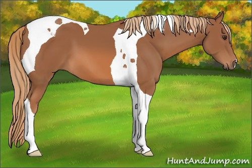 Horse Color: Chestnut Tobiano 