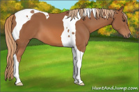 Horse Color:Chestnut Tobiano