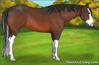 Horse Color:Bay Splash 