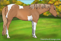 Horse Color:Chestnut Tobiano