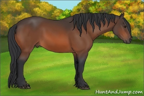 Horse Color: Bay 
