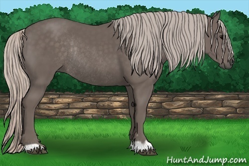 Horse Color: Silver Black Rabicano 