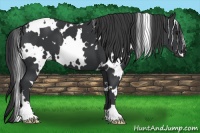 Horse Color:White Spotted Black 
