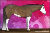 Horse Color:Buckskin Splash 