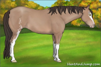 Horse Color:White Spotted Sable Champagne 