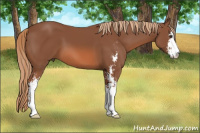 Horse Color:Liver Chestnut Sabino 