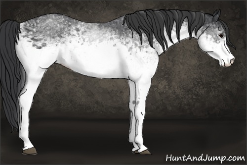 Horse Color:White Spotted Black 