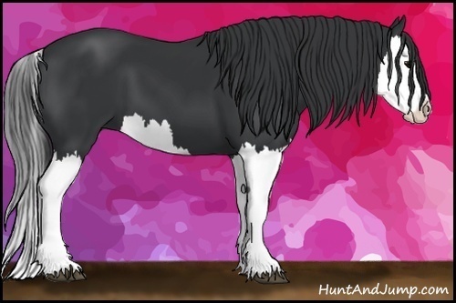 Horse Color: Black Splash 