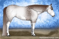 Horse Color:Gray Chestnut 
