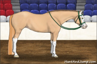 Horse Color:Gold Champagne Splash 