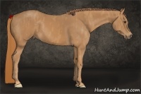 Horse Color:Chestnut  Brindle