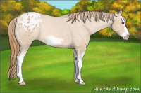 Horse Color:Red Dun Splash Frame Appaloosa Rabicano 