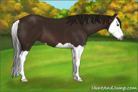 Horse Color:Gray Bay Splash 