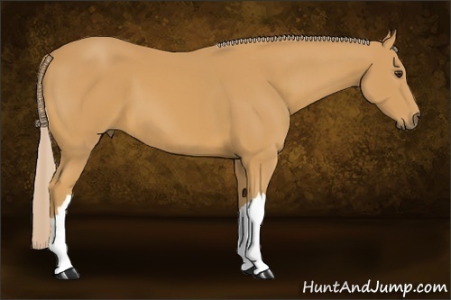 Horse Color: Palomino 