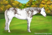 Horse Color:White Spotted Silver Black Sabino Splash