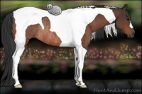 Horse Color:Bay Tobiano Rabicano 