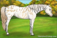 Horse Color:Buckskin Dun Blanket 