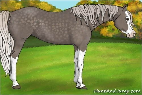 Horse Color:Silver Black Splash