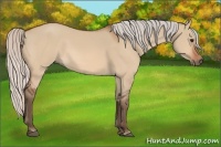 Horse Color:Silver Bay Dun 