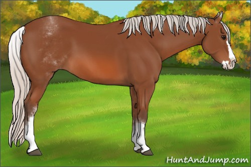 Horse Color: Unknown 