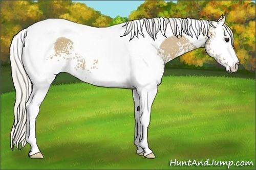 Horse Color: White Spotted Silver Smoky Grullo Tobiano 