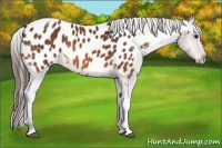 Horse Color:Bay Tobiano Blanket 