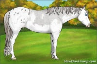 Horse Color:Grullo Splash Appaloosa 