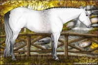 Horse Color:Gray Bay Roan 