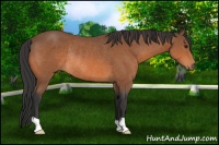 Horse Color:Bay Rabicano 