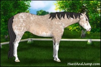 Horse Color:Bay Ice Dun Sabino 