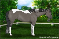 Horse Color:Grullo Tobiano
