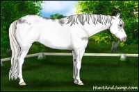 Horse Color:Silver Black Sabino Frame 