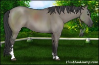 Horse Color:Grullo Sabino 